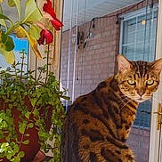 Gingerbread joined the competition — help win amazing prizes! cat, spotted_cat, window, plant, flower, pot, greenery, sunlight, indoor, furniture, curious, pet, animal, domestic, brown, striped, whiskers, ears, reflection, door_handle