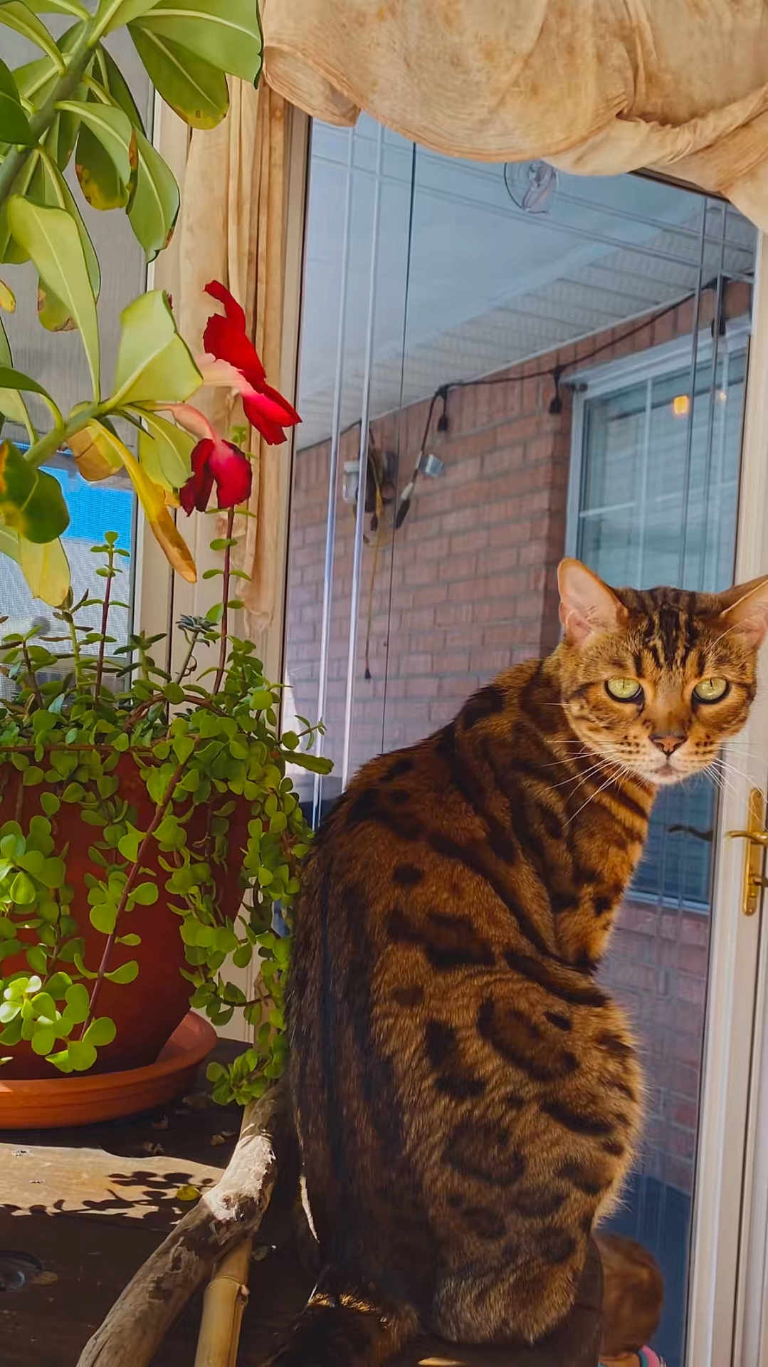 Gingerbread joined the competition — help win amazing prizes! cat, spotted_cat, window, plant, flower, pot, greenery, sunlight, indoor, furniture, curious, pet, animal, domestic, brown, striped, whiskers, ears, reflection, door_handle