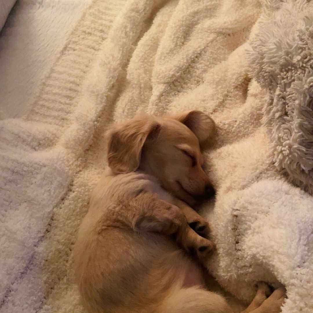 Melania is registered to the contest to win money with this photo: animal, bed, blanket, canine, comfort, cozy, curled_up, cute, dog, fluffy, fur, indoors, peaceful, pet, puppy, relaxation, resting, sleeping, small, soft