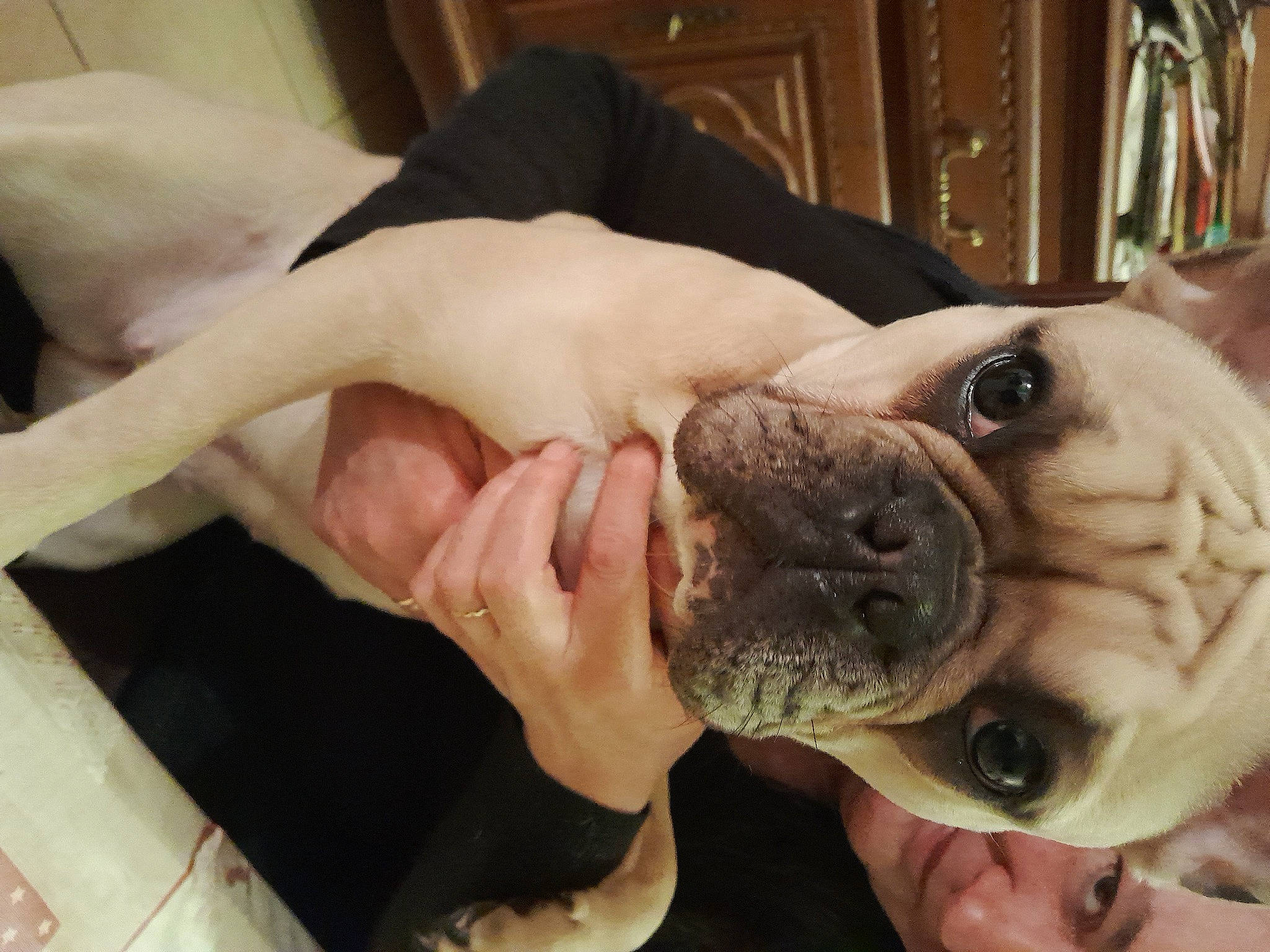 Nala a rejoint le concours — aidez-le/la à gagner de superbes lots ! carnivore, chest, comfort, companion_dog, dog, dog_breed, eyewear, fawn, gesture, hand, happy, human_body, jaw, nail, selfie, snout, sunglasses, thumb, working_animal, wrinkle