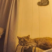 Taco is registered to the contest to win money with this photo: bed, blanket, brown_cat, cat, cat_sign, cozy, curtain, feline, furniture, home, indoor, lounging, plaid, portrait, relaxed, resting, sleeping, wall, wall_decor, warm_lighting