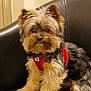 dog, yorkshire_terrier, pet, small_dog, fluffy_fur, red_harness, leather_sofa, couch, indoor, portrait, cute, sitting, paw, ears, whiskers, brown_fur, black_fur, wall, home_interior, looking_at_camera