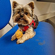 Orion a rejoint le concours — aidez-le/la à gagner de superbes lots ! accessory, blue_chair, collar, companion, cute, dog, floor, fur, indoor, looking_at_camera, paws, pet, playful, red_harness, rubber_toy, seat, small_dog, tongue_out, toy_duck, yorkshire_terrier