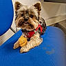 accessory, blue_chair, collar, companion, cute, dog, floor, fur, indoor, looking_at_camera, paws, pet, playful, red_harness, rubber_toy, seat, small_dog, tongue_out, toy_duck, yorkshire_terrier