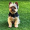 Orion a rejoint le concours — aidez-le/la à gagner de superbes lots ! adorable, artificial_grass, backyard, companion, cute, dog, ears, eyes, fur, grass, lawn, nose, outdoor, pet, portrait, sitting, small_dog, tailless_view, well_groomed, yorkshire_terrier