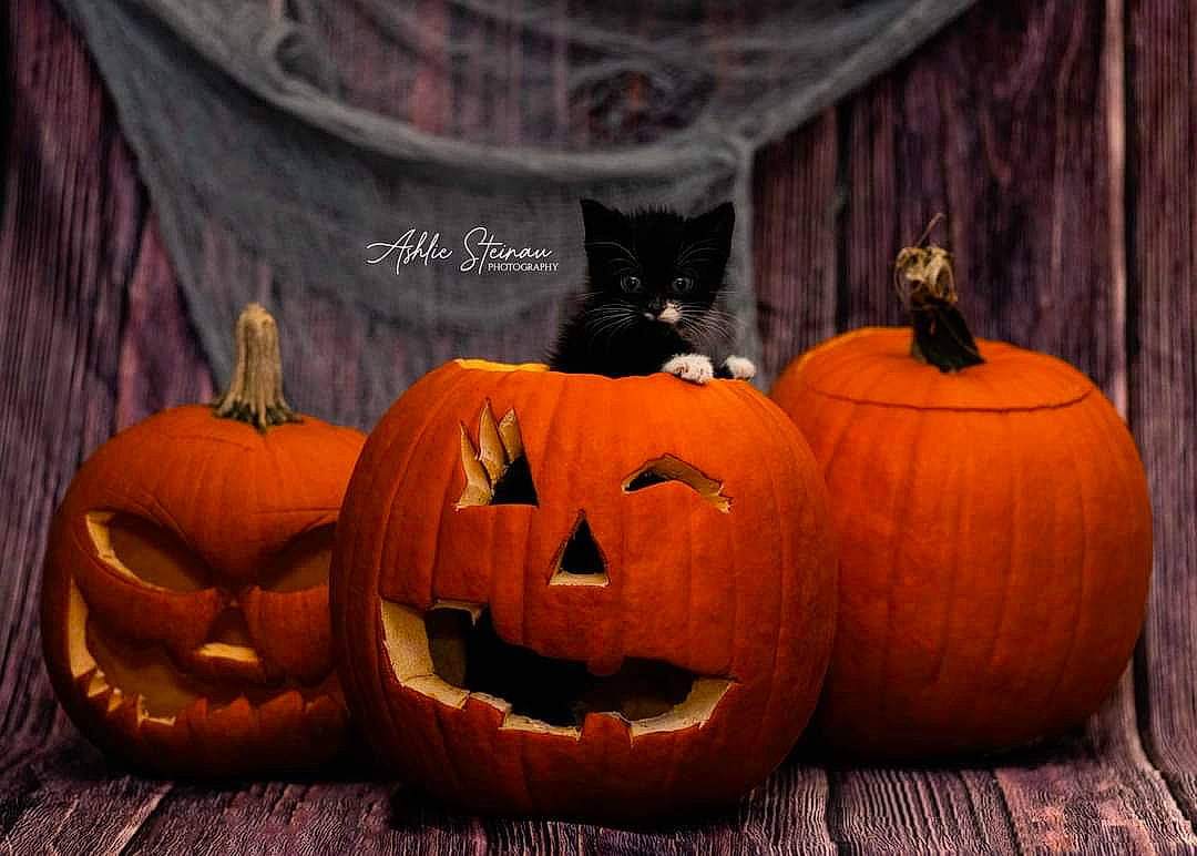 Salem joined the competition — help win amazing prizes! art, black, calabaza, carving, creative_arts, cucurbita, eye, gourd, jack_o_lantern, local_food, natural_foods, orange, organism, plant, pumpkin, squash, tints_and_shades, vegetable, winter_squash, wood