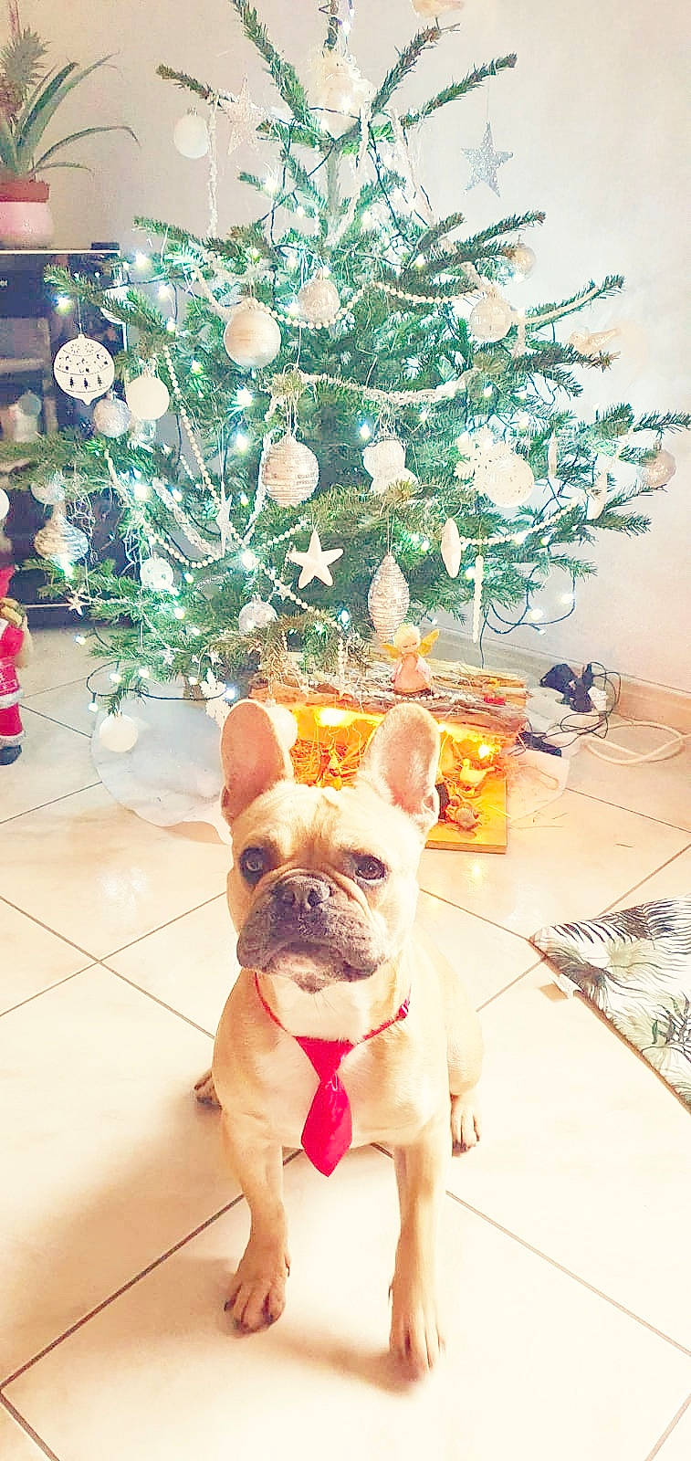 Nako participe au concours pour gagner de l'argent avec cette photo : art, blue, bulldog, carnivore, christmas_decoration, christmas_tree, companion_dog, dog, dog_breed, event, evergreen, fawn, green, holiday_ornament, ornament, plant, toy_dog, tree, white, working_animal