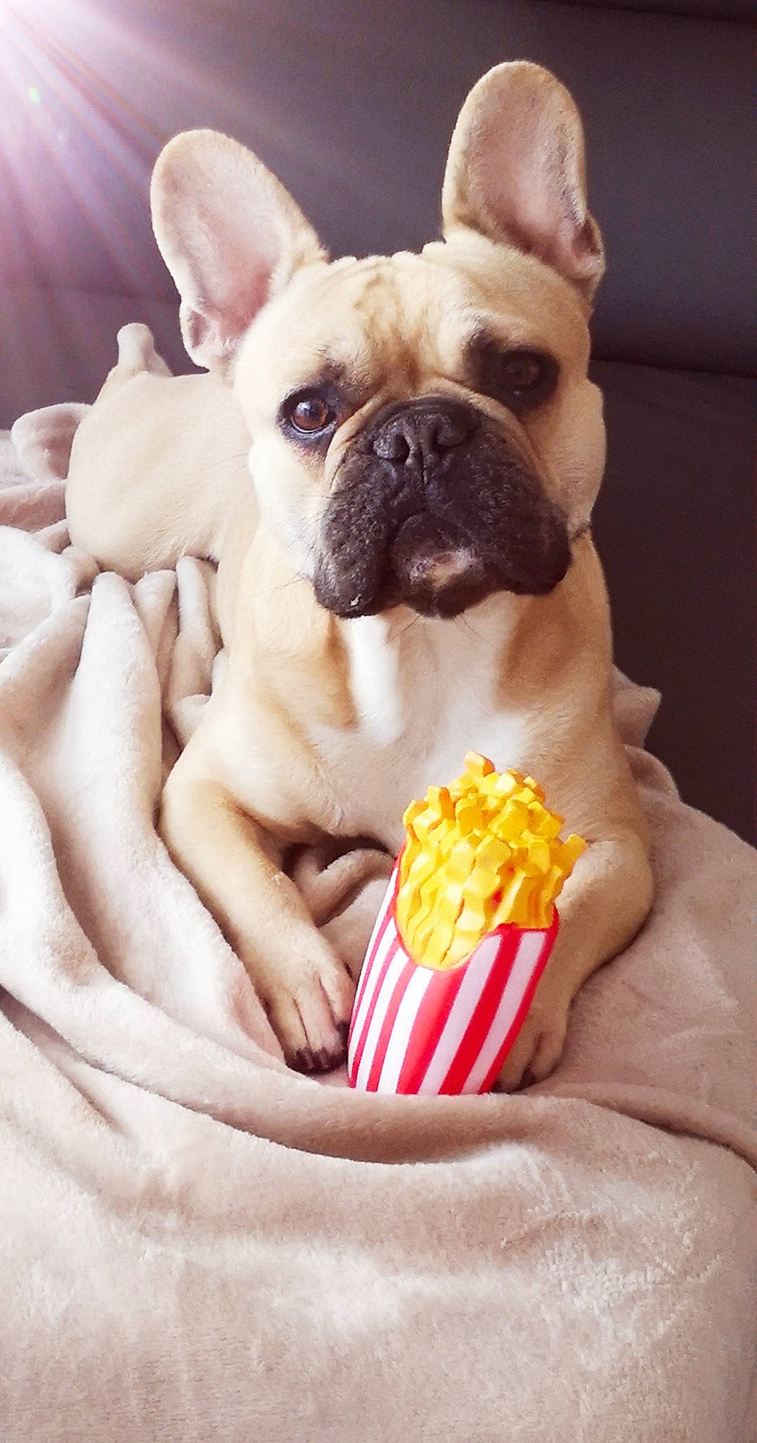 Nako a rejoint le concours — aidez-le/la à gagner de superbes lots ! bulldog, canidae, carnivore, companion_dog, dog, dog_breed, fawn, food, french_bulldog, non_sporting_group, puppy, puppy_love, snout, toy_bulldog