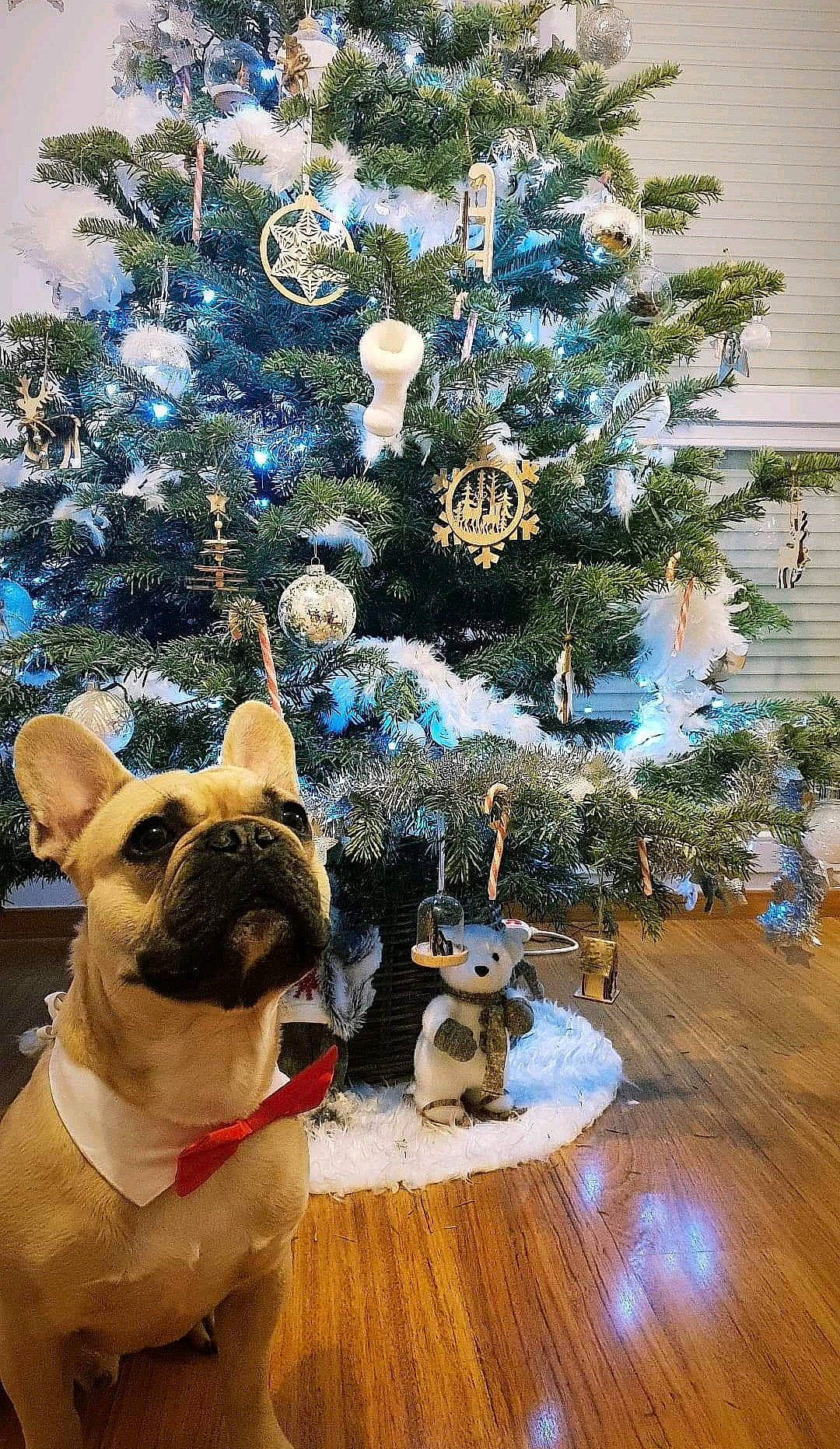 Nako a rejoint le concours — aidez-le/la à gagner de superbes lots ! branch, canidae, carnivore, christmas, christmas_decoration, christmas_eve, christmas_ornament, christmas_tree, conifer, dog, dog_breed, fawn, fir, french_bulldog, interior_design, non_sporting_group, pine_family, plant, tree, woody_plant