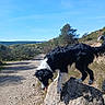 dog, black_and_white, rock, outdoor, path, nature, hill, sky, sunlight, tongue_out, tail, grass, tree, pet, animal, walking, adventure, landscape, daytime, scenery