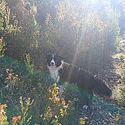 Kheyra participe au concours pour gagner de l'argent avec cette photo : dog, border_collie, outdoor, sunlight, bushes, flowers, nature, wild, happy, animal, pet, grass, rocks, daylight, canine, fur, tongue_out, scenic, walking_path, sunbeam