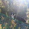 dog, border_collie, outdoor, sunlight, bushes, flowers, nature, wild, happy, animal, pet, grass, rocks, daylight, canine, fur, tongue_out, scenic, walking_path, sunbeam