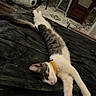 Sunny is registered to the contest to win money with this photo: cat, sleeping, resting, yellow_collar, blanket, furniture, home_interior, rug, pet_bed, flooring, wood_floor, cozy, relaxed, indoor, animal, tabby_cat, white_paws, long_body, soft_texture, quiet