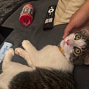 Sunny joined the competition — help win amazing prizes! cat, pet, hand, yellow_collar, remote_control, bottle, white_container, fur, pink_nose, yellow_eyes, lying_down, indoor, closeup, domestic_animal, curious, soft_fur, paw, resting, human_interaction, casual