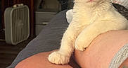 Sunny joined the competition — help win amazing prizes! cat, kitten, tabby, white_fur, pet, indoors, human_leg, tattoo, fan, furniture, relaxing, looking_at_camera, close_up, animal, home, resting, paw, fur, warm_lighting, bed