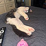 Sunny is registered to the contest to win money with this photo: cat, sleeping, bed, paw_pads, remote_control, pink_object, indoor, furniture, relaxation, domestic, pet, gray_bedspread, fur, cozy, rest, household, tabby, striped, whiskers, cute