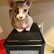 Gigi joined the competition — help win amazing prizes! sphynx_cat, cat, hairless_cat, pet, indoor, kitchen, coffee_warmer, black, beaded_collar, curious, animal, feline, closeup, container, appliance, wooden_shelf, red_button, power_outlet, countertop, domestic