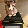 sphynx_cat, cat, hairless_cat, pet, indoor, kitchen, coffee_warmer, black, beaded_collar, curious, animal, feline, closeup, container, appliance, wooden_shelf, red_button, power_outlet, countertop, domestic