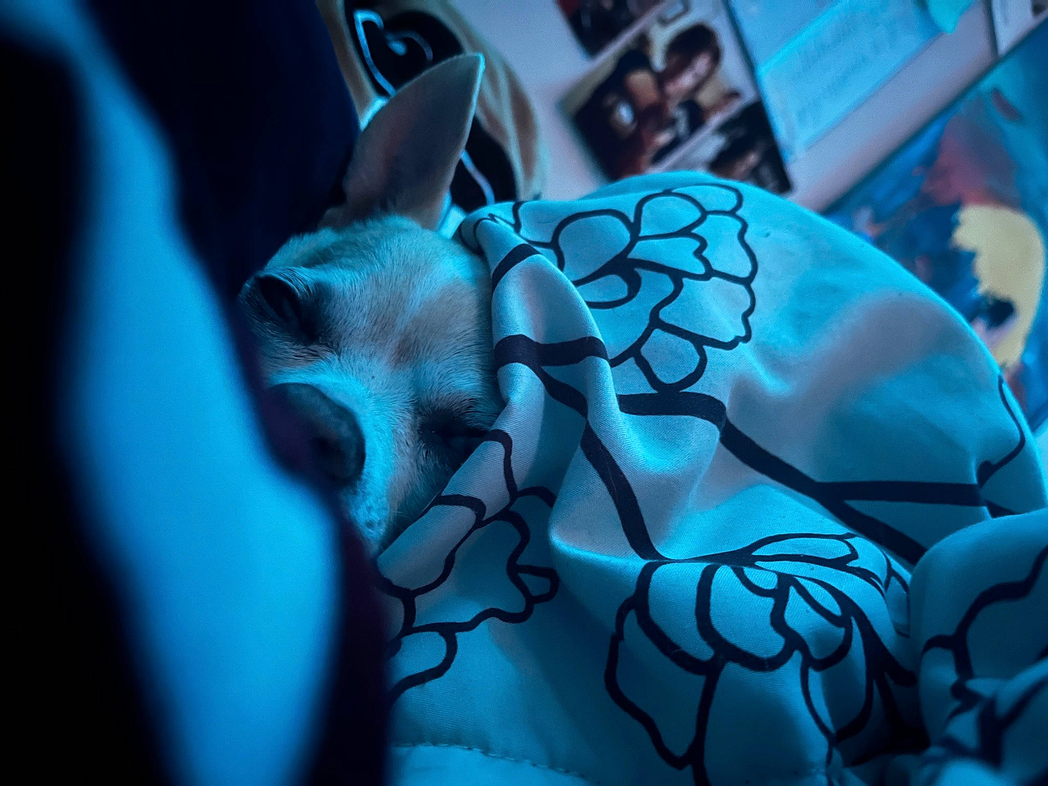 Luck joined the competition — help win amazing prizes! aqua, art, automotive_design, blue, darkness, electric_blue, fashion_accessory, feather, felidae, fictional_character, glass, insect, organism, pattern, sculpture, tail, vertebrate, visual_arts, whiskers, wing