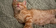 Choppa joined the competition — help win amazing prizes! animal, bed, blanket, cat, cozy, cute, cute_pet, domestic_cat, feline, fur, indoor, kitten, orange_tabby, paw, pet, relaxed, resting, sleeping, soft, whiskers