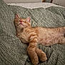 animal, bed, blanket, cat, cozy, cute, cute_pet, domestic_cat, feline, fur, indoor, kitten, orange_tabby, paw, pet, relaxed, resting, sleeping, soft, whiskers