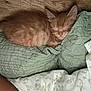 Choppa joined the competition — help win amazing prizes! animal, blanket, cozy, cute, domestic_cat, fur, green_blanket, indoor, kitten, nap, orange_tabby, peaceful, pet, relaxing, resting, sleeping, small, soft_texture, wooden_floor, young_cat