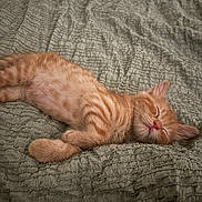 Choppa is registered to the contest to win money with this photo: animal, bed, blanket, cat, cozy, cute, domestic_cat, ears, fur, indoors, kitten, nap, orange_tabby, pet, pink_nose, relaxation, resting, sleeping, soft, whiskers