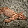 animal, bed, blanket, cat, cozy, cute, domestic_cat, ears, fur, indoors, kitten, nap, orange_tabby, pet, pink_nose, relaxation, resting, sleeping, soft, whiskers