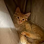 Choppa joined the competition — help win amazing prizes! animal, cat, closeup, cozy, curious, cute, feline, fluffy, fur, indoor, kitten, orange_cat, paws, pet, pink_nose, resting, sleepy, soft, warm_lighting, young