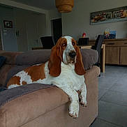 Ozzy a rejoint le concours — aidez-le/la à gagner de superbes lots ! basset_hound, carnivoran, dog, dog_breed, dog_breed_group, dog_like_mammal, flooring, hound