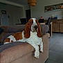 Ozzy participe au concours pour gagner de l'argent avec cette photo : basset_hound, carnivoran, dog, dog_breed, dog_breed_group, dog_like_mammal, flooring, hound