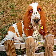 COOPER participe au concours pour gagner de l'argent avec cette photo : american_foxhound, basset_artesien_normand, basset_hound, carnivoran, companion_dog, dog, dog_breed, dog_like_mammal, finnish_hound, grand_anglo_francais_tricolore, harrier, hound, schweizer_laufhund, snout, welsh_springer_spaniel