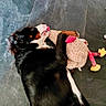 Paquito participe au concours pour gagner de l'argent avec cette photo : animal, black_and_white_dog, black_fur, brown_markings, cuddling, dog, floor, fluffy, indoor, lying_down, pet, pink, playful, plush_chicken, relaxed, stuffed_toy, tile_floor, toy, white_fur, yellow