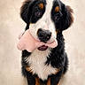 Paquito participe au concours pour gagner de l'argent avec cette photo : adorable, berner_mix, black_fur, brown_eyes, brown_fur, close_up, cute, dog, fluffy, front_facing, holding_toy, indoors, neutral_background, pet, pink_toy, plush_bone, portrait, puppy, tricolor, white_fur