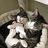 Jackson is registered to the contest to win money with this photo: adorable, animal, cat, cat_bed, close_up, cozy, cute, fur, indoor, kitten, peaceful, pet, pink_nose, resting, sleeping, snuggling, soft, tabby, whiskers, white_paws