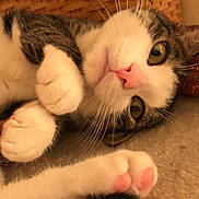 Jackson is registered to the contest to win money with this photo: cat, pet, indoor, basket, curled_paws, pink_nose, whiskers, fur, close_up, lying_down, relaxed, cute, animal, tabby, white_fur, soft, carpet, curious, cute_paws, domestic_cat