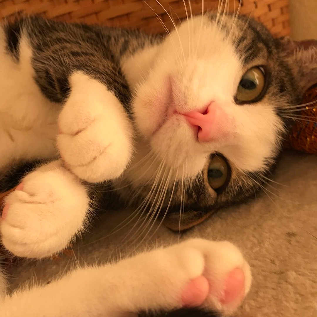 Jackson is registered to the contest to win money with this photo: cat, pet, indoor, basket, curled_paws, pink_nose, whiskers, fur, close_up, lying_down, relaxed, cute, animal, tabby, white_fur, soft, carpet, curious, cute_paws, domestic_cat
