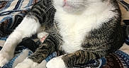 Jackson is registered to the contest to win money with this photo: alert, animal, bed, blanket, cat, cozy, cute, domestic, feline, fur, indoor, paw, pet, portrait, relaxed, resting, striped, tabby, whiskers, white