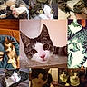 Jackson is registered to the contest to win money with this photo: animal, cat, close_up, collage, curious, cute, domestic_cat, fur, indoor, lying_down, multiple_cats, pet, pink_nose, portrait, relaxed, resting, sleeping, tabby_cat, whiskers, white_cat