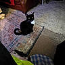 cat, tuxedo_cat, black_and_white, pet, animal, sitting, indoors, living_room, rug, carpet, chair, furniture, cushion, pillow, home, portrait, looking_at_camera, yellow_eyes, whiskers, cozy