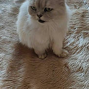 Titi a rejoint le concours — aidez-le/la à gagner de superbes lots ! angora, animal, blanket, cat, clothing, fur, furniture, homedecor, kitten, linen, manx, person, pet, quilt, siamese, sleeping, white, wood