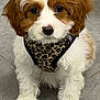 adorable, animal, brown_and_white, canine, companion, cute, dog, floor, fluffy, fur, harness, indoor, leopard_print, looking_at_camera, pet, portrait, puppy, sitting, small_dog, young_dog