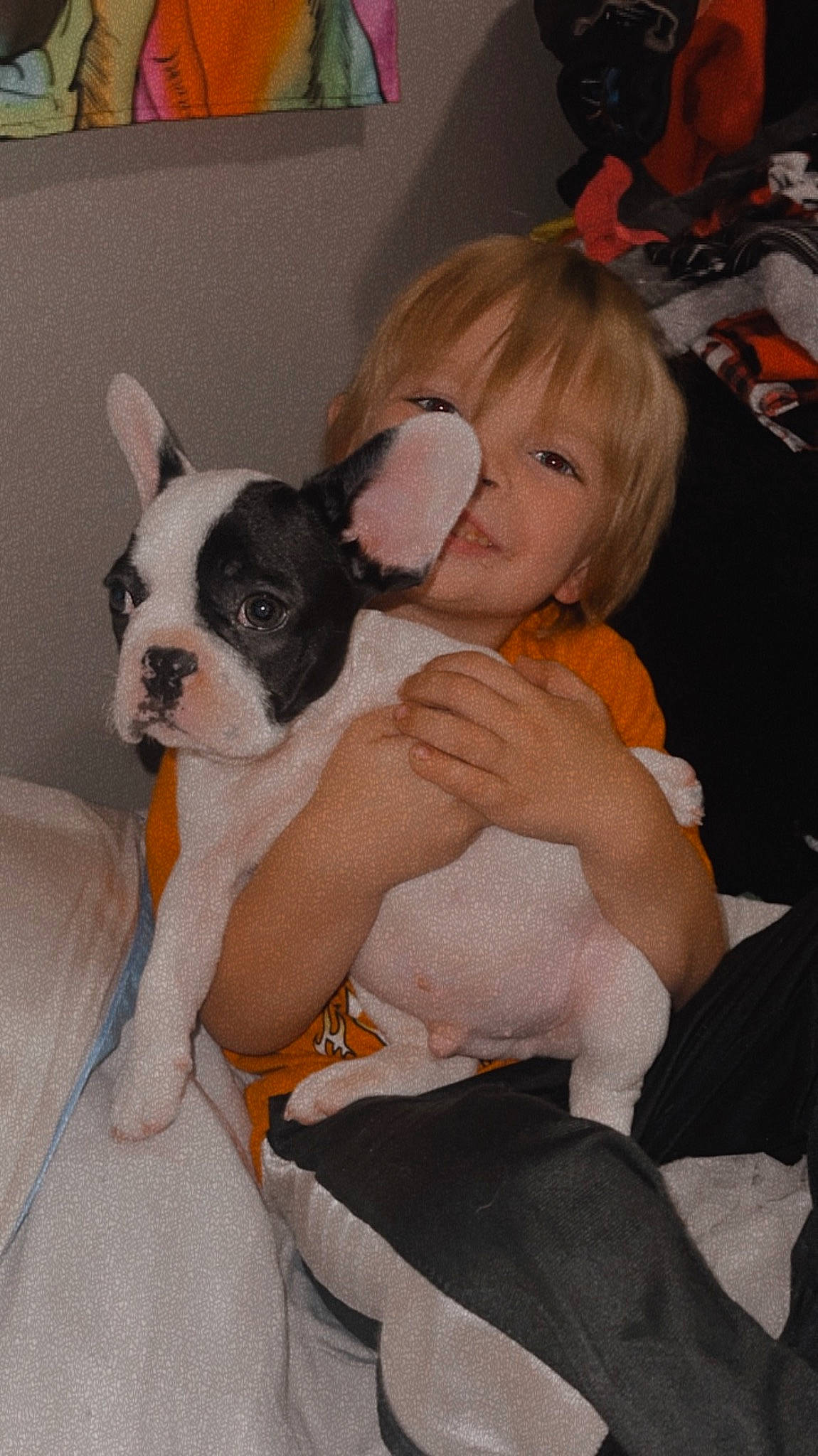 Winston is registered to the contest to win money with this photo: boston_terrier, canidae, carnivore, chair, comfort, companion_dog, couch, dog, dog_breed, ear, event, fawn, fur, human_leg, lap, sitting, sporting_group, thigh, toy_dog, working_animal