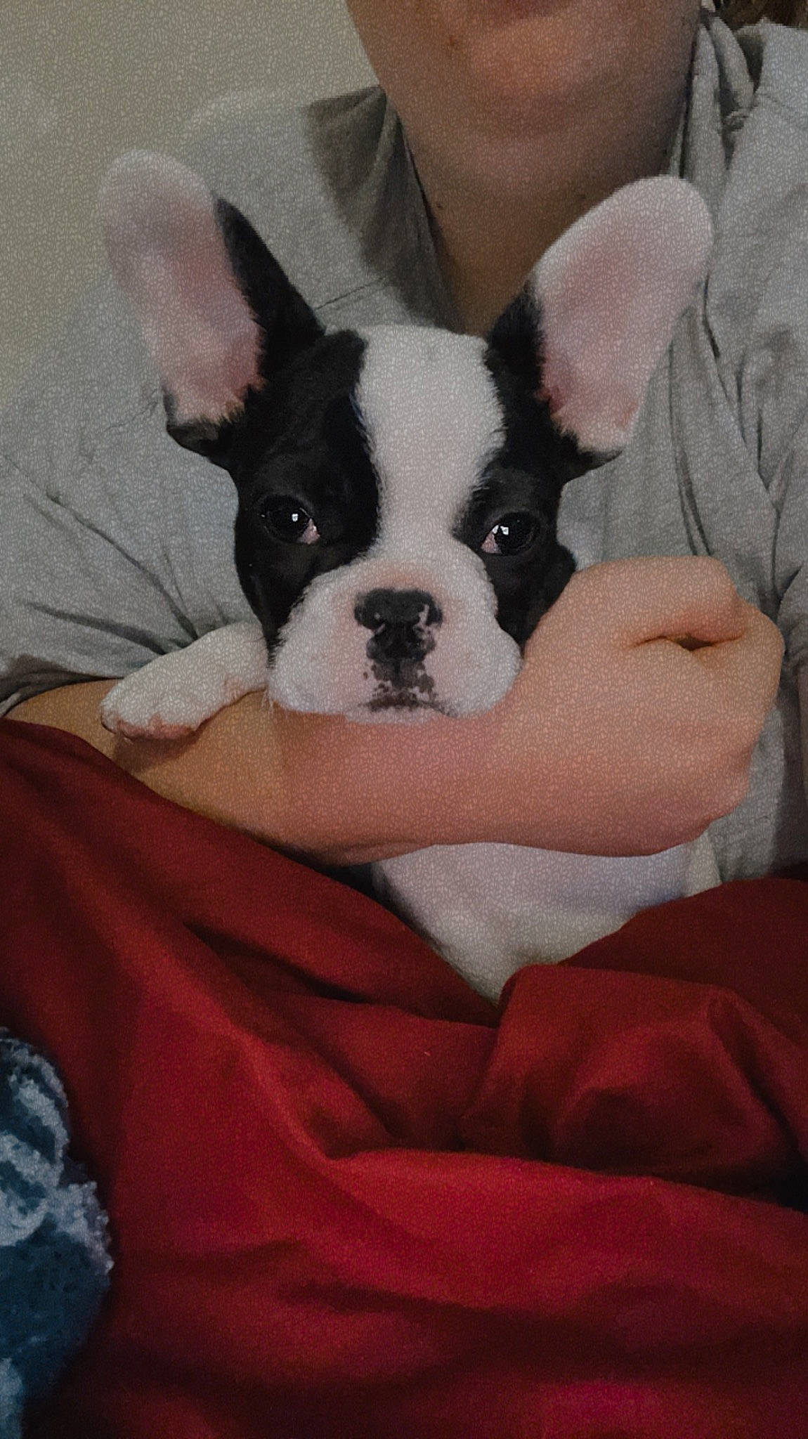 Winston joined the competition — help win amazing prizes! boston_terrier, canidae, carnivore, comfort, companion_dog, dog, dog_breed, ear, fawn, fur, non_sporting_group, snout, terrestrial_animal, toy_dog, whiskers, working_animal