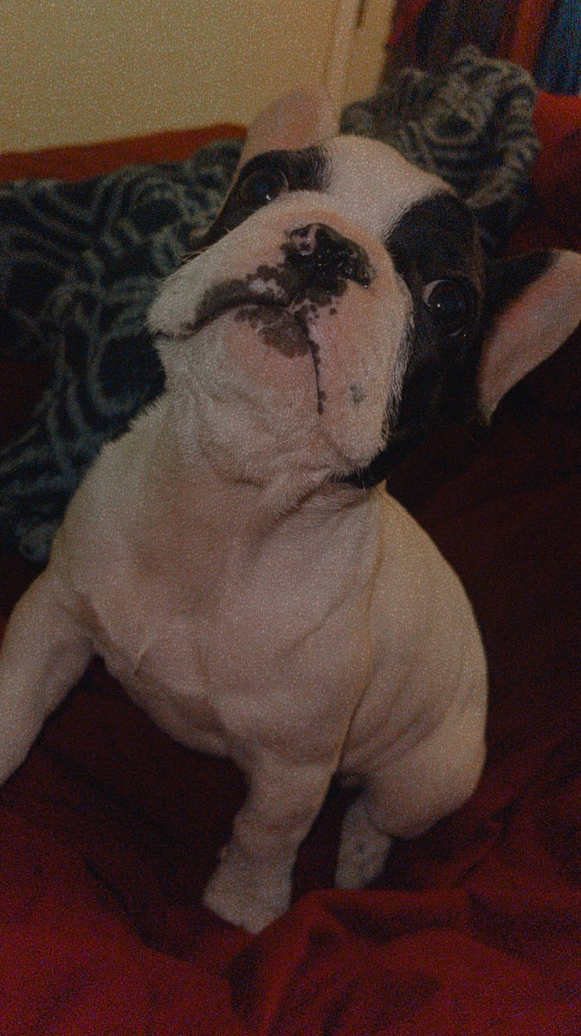 Winston is registered to the contest to win money with this photo: art, bulldog, canidae, carnivore, comfort, companion_dog, dog, dog_breed, ear, fawn, flooring, fur, snout, sporting_group, tail, terrestrial_animal, toy_dog, wood, working_animal, wrinkle