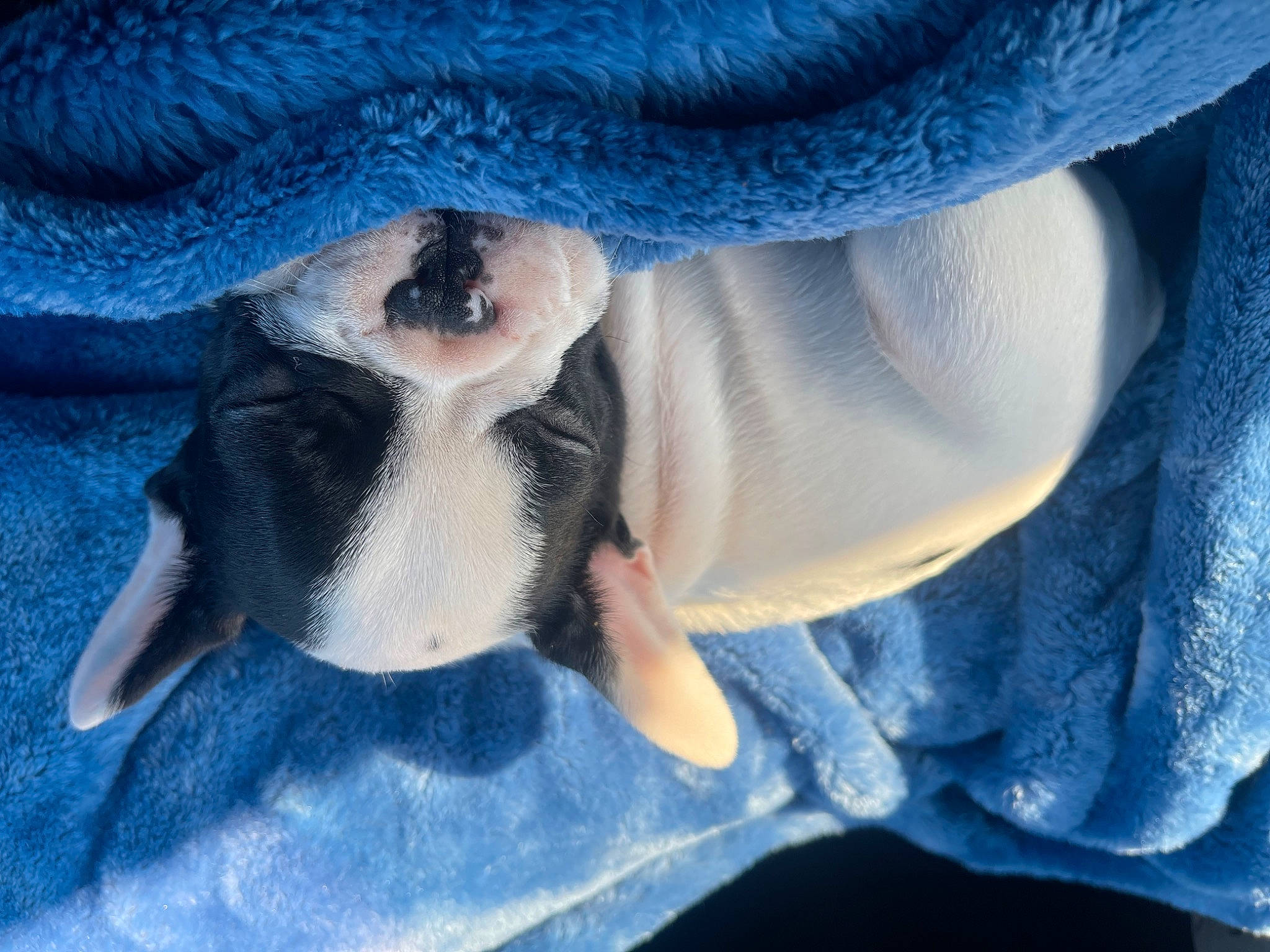 Winston joined the competition — help win amazing prizes! beard, blue, comfort, denim, dog_breed, electric_blue, finger, fur, gesture, grey, hand, human_leg, nail, paw, plant, sleeve, tail, tree, winter, woven_fabric