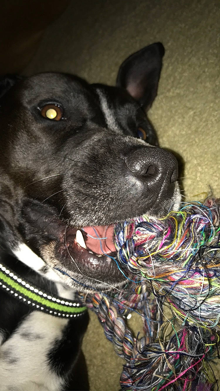 Mia joined the competition — help win amazing prizes! american_pit_bull_terrier, american_staffordshire_terrier, canidae, carnivore, collar, dog, dog_breed, dog_collar, mammal, non_sporting_group, nose, rare_breed_dog, snout, sporting_group, vertebrate, whiskers