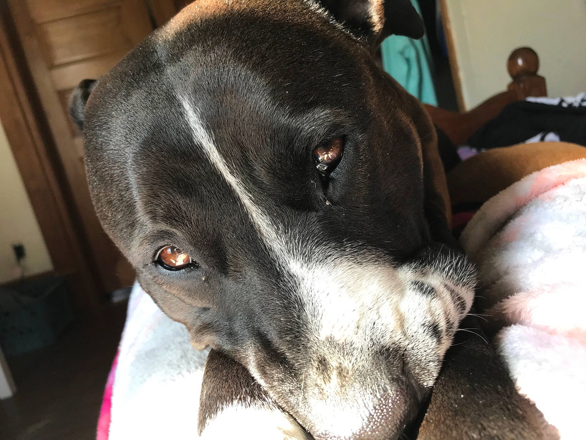 Mia is registered to the contest to win money with this photo: american_pit_bull_terrier, bandog, canidae, carnivore, dog, dog_breed, ear, eye, fawn, guard_dog, mammal, non_sporting_group, nose, snout, sporting_group, vertebrate, whiskers