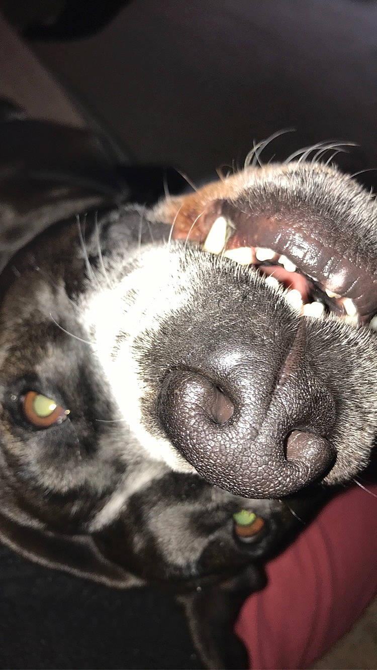 Mia joined the competition — help win amazing prizes! boston_terrier, canidae, carnivore, close_up, dog, dog_breed, ear, eye, french_bulldog, german_shorthaired_pointer, jaw, labrador_retriever, nose, puppy, snout, sporting_group, whiskers