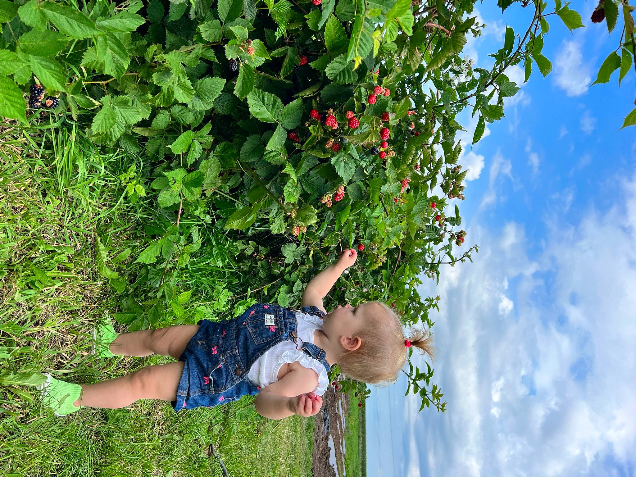 Caroline is registered to the contest to win money with this photo: apple, botany, cloud, flowering_plant, food, fruit, fruit_tree, grass, groundcover, happy, leisure, natural_foods, people_in_nature, plant, produce, rose_family, shorts, shrub, sky, tree